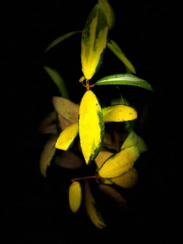 HOYA ACUTA VARIEGATED