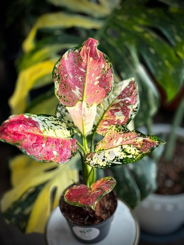 AGLAONEMA MIX VARIEGATED