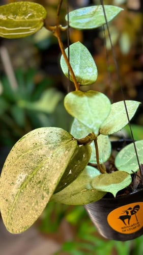 HOYA PARASITICA HEART LEAVES