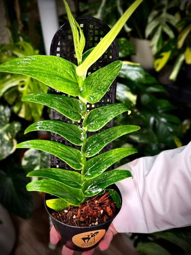 RHAPHIDO. KORTHALSII NARROW LEAF