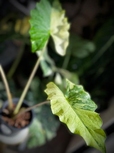 ALOCASIA PORTORA VAR