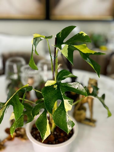 monstera ginny variegated