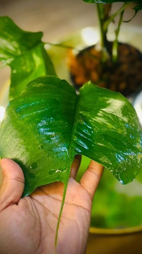 EPIPREMNUM SKELETON KEY