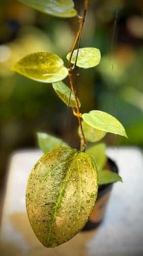 HOYA PARASITICA HEART LEAVES