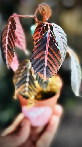 BEGONIA REX MIX VARIETY