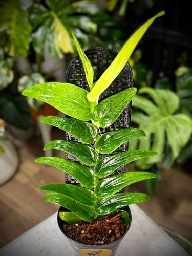 RHAPHIDO. KORTHALSII NARROW LEAF