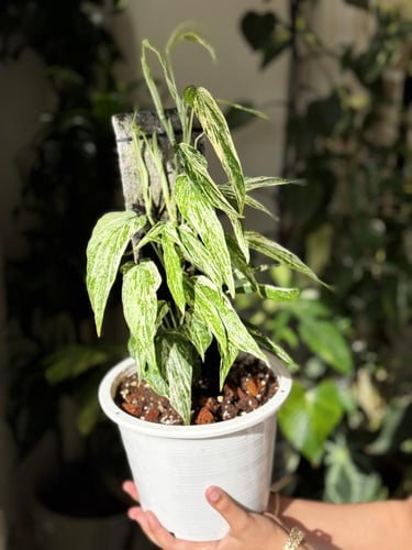 amydrium zippelianum variegated
