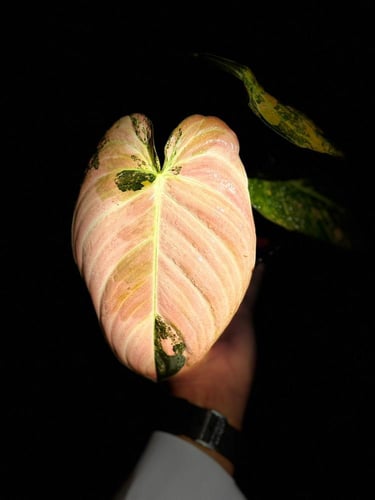 PHILODENDRON MELANO Variegated.