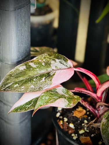 PHILODENDRON PINK PRINCESS MARBLE GALEXY