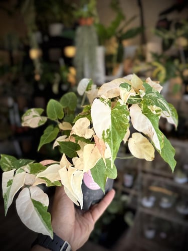 FALLOPIA MULTIFLORA