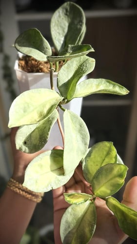 HOYA CARNOSA ARGENTEA PRINCESS
