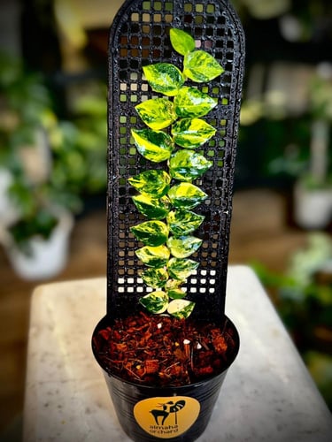 Rhaphidophora Hayi Hayi Variegated