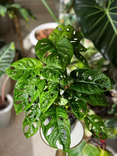 مونستيرا أدانسوني مينت (نعناع) Monstera Adonsoni M...