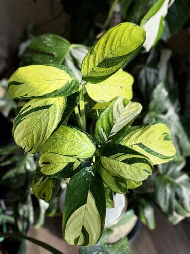 ‏Calathea Golden Mosai