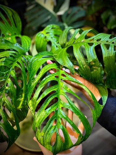 MONSTERA ESQUELETO