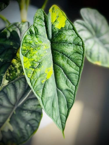 ALOCASIA DRAGON SCALE ALBO