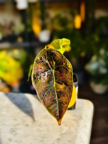 ALOCASIA AZLANII AUREA