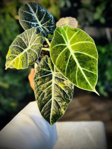 ALOCASIA BLACK VELVET GOLD
