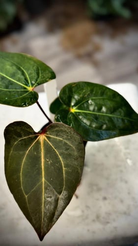 ANTHURIUM HYBRID MIX