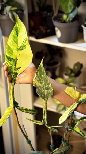 PHILODENDRON JOEPII Variegated