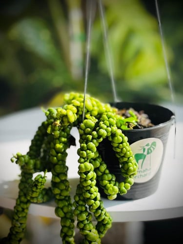 DISCHIDIA BUBBLES (DRAGON JADE)