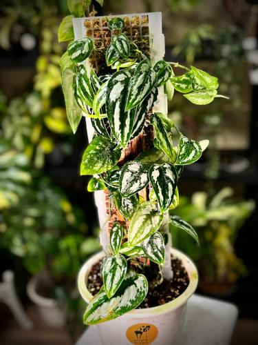 SCINDAPSUS SILVER PRINCESS INDO