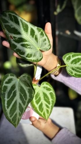 ANTHURIUM ‘SUPER STAR’ HYBRID
