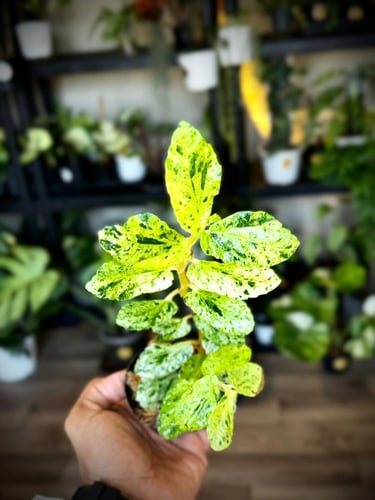 PELLIONIA SP VARIEGATED