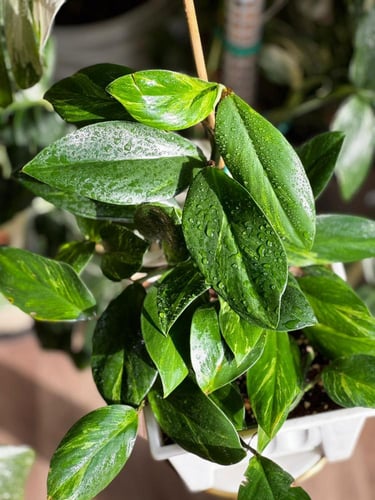 Rhaphidophora Crassifolia Variegated Plant