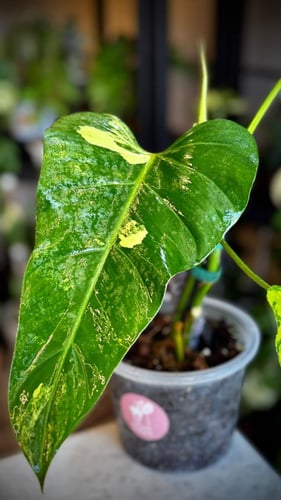 Philodendron Domesticum Variegated