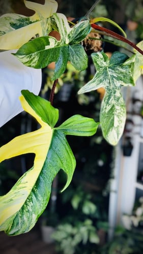 PHILODENDRON PEDATUM VARIEGATED