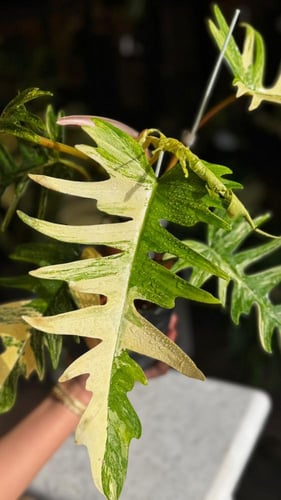 PHILODENDRON FLORIDA x TORTUM