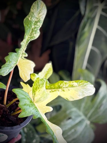 PHILODENDRON FLORIDA x MAYOI (NARROW FORM)