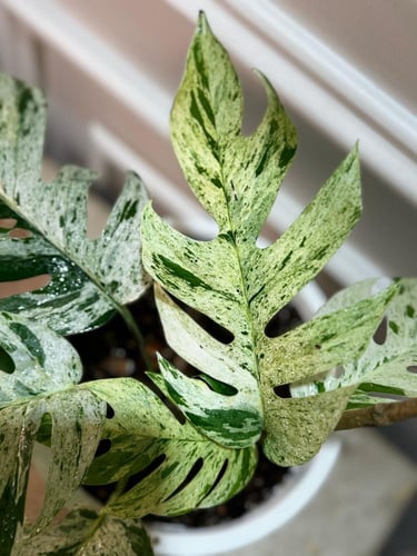 EPIPREMNUM PINNATUM MARBL