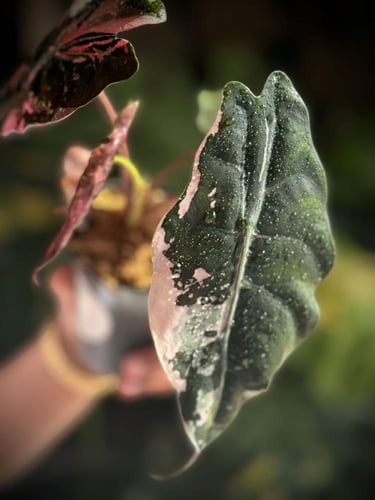 Alocasia Chantrieri variegated