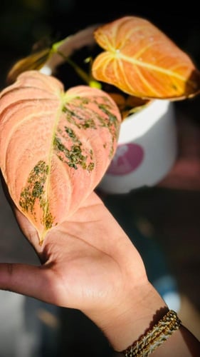 PHILODENDRON MELANO PINK Variegated