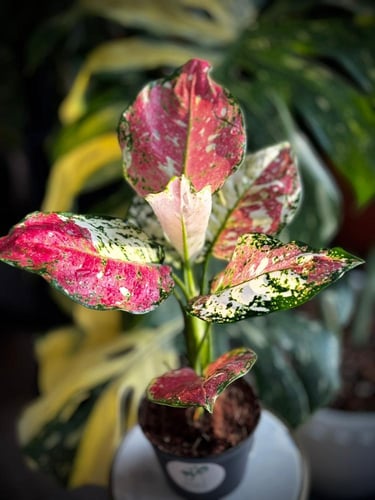 AGLAONEMA MIX VARIEGATED