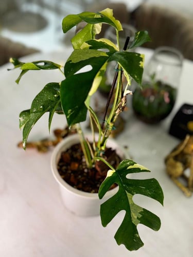 monstera ginny variegated