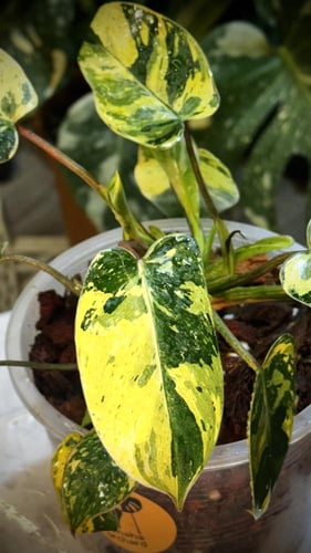 PHILODENDRON EMERALD QUEEN
