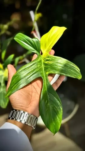 philodendron florida beauty variegated
