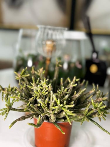 ‏Rhipsalis baccifera subsp.‏ ‏horrida - ريساليس با...