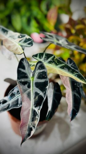 ALOCASIA BAMBINO PINK