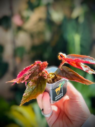 BEGONIA JINNY GALAXY