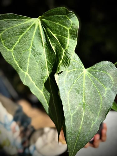 ANTHURIUM DELTA FORCE