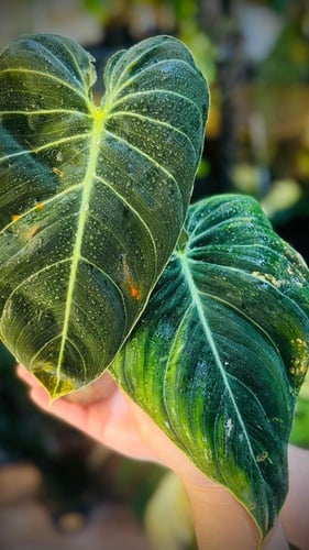 PHILODENDRON MELANO PINK Variegated