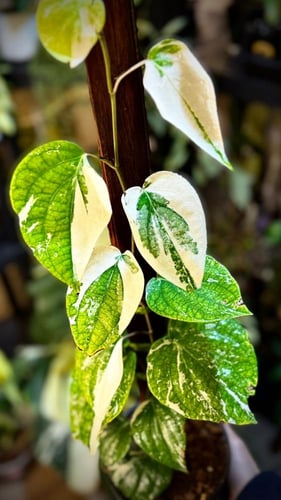 PIPER NIGRUM VARIEGATED