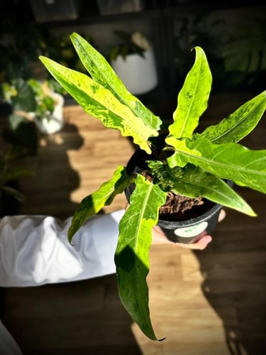 ALOCASIA LAUTERBACHIANA AUREA