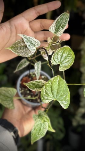 DIOSCOREA BULBIFERA ALBO