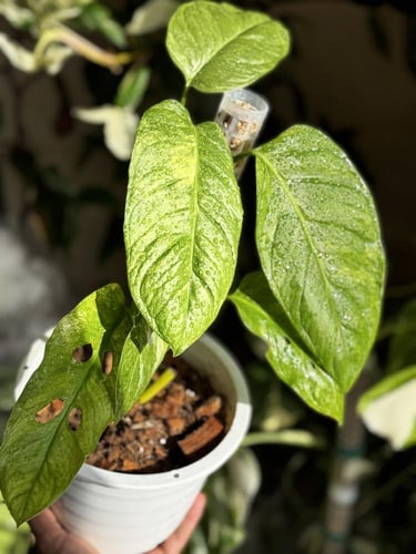 MONSTERA OBLIQUA MAYUNA