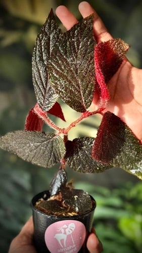 BEGONIA REX MIX VARIETIES
